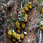 Jackfruit tree